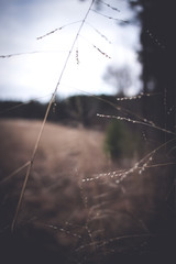 Hay in Woods