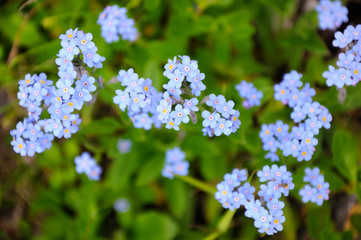 Forget-me-nots. Little beautiful blue flowers.