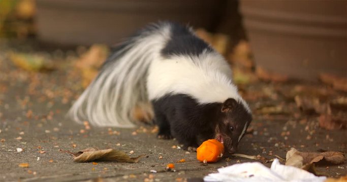 Hooded skunk eats in the backyard of the house