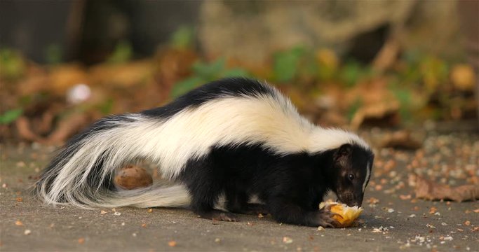 Hooded skunk eats in the backyard of the house
