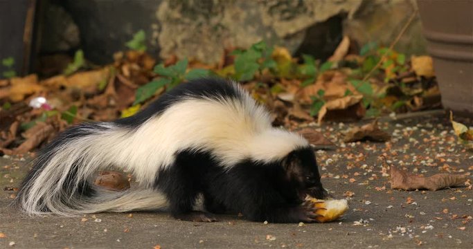 Hooded skunk eats in the backyard of the house