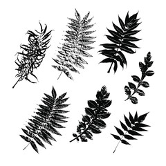 Black prints of leaves on a white background. Silhouettes Set leaves. Isolated elements (herbs, leaves, branches). Botanical illustrations are  for invitations, cards, quotes, frames.