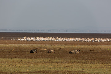 Der Manyara Nationalpark - Tansania 