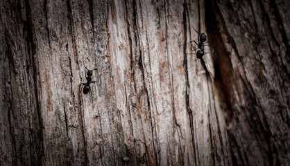 Ants on Tree