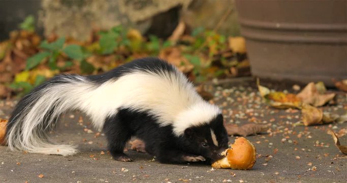 Hooded skunk eats in the backyard of the house
