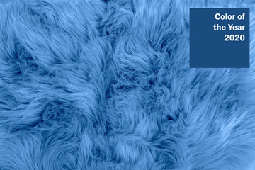 Obraz premium Blue textured fur background. Blue sheepskin background and texture.