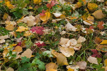 autumn leaves on green grass