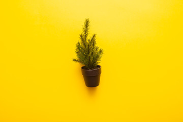 small coniferous plant in a pot on a yellow background
