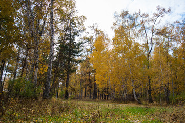 autumn in the forest