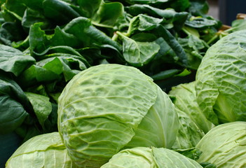 Cabbage on the market background. Fresh cabbage from farm field. Close up macro view of green cabbages. Vegetarian food concept. Brassica oleracea 