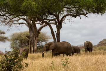 Fototapeta premium Elefant - Loxodonta africana