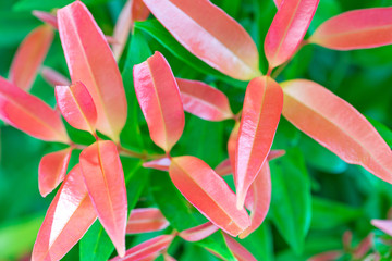 Red leaves standing out among green leaves