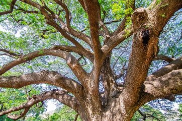 Fototapeta na wymiar Scenery of giant rain tree (Chamchuri tree) or monkey pod tree with green leaves at kanchanaburi. Tourist attraction for relax and take photo is big tree.