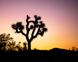 Joshua Tree Sunrise