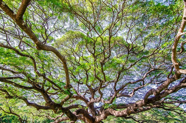 Scenery of giant rain tree (Chamchuri tree) or monkey pod tree with green leaves at kanchanaburi. Tourist attraction for relax and take photo is big tree.