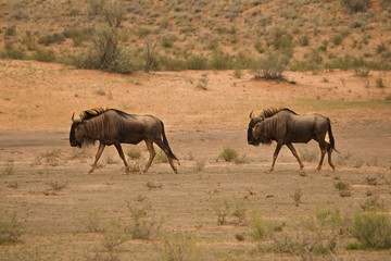 wo Blue Wildebeests (Connochaetes taurinus) walking together in Kalahari desert on red sand.