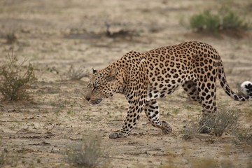 The African leopard (Panthera pardus pardus) walking in dry sand in Kalahari desert.