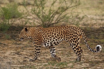 The African leopard (Panthera pardus pardus) walking in dry sand in Kalahari desert.