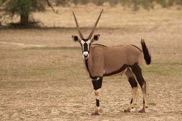 The gemsbok or gemsbuck (Oryx gazella) standing on the sand.