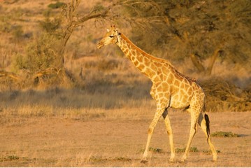 Giraffe (Giraffa camelopardalis giraffa) walkingon sand in Kalahari desert.