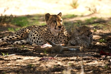 Cheetah (Acinonyx jubatus) family, mother with cute baby after hunt eating springbok in the shade under the tree.