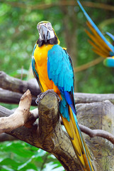 Blue and Yellow Macaw Parrot