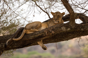 Löwe (Panthera leo)