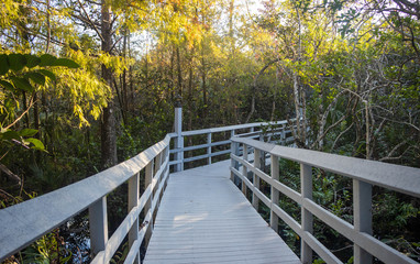 wooden bridge in the forest