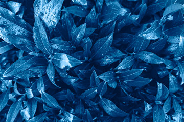 Background made of fresh wet leaves. Creative and moody color of the picture, toned blue color.