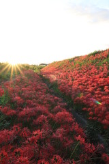 red flowers in a field