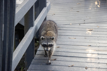 raccoon 