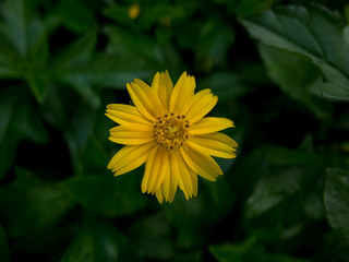 yellow flower and blur background in the green and fresh garden