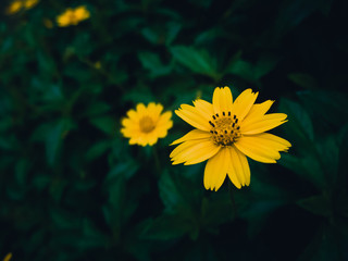 yellow flower and blur background in the green and fresh garden