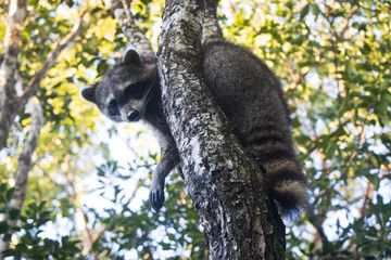 raccoon in tree