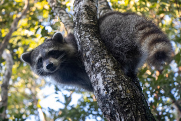 raccoon in tree