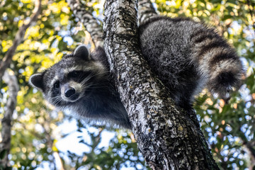 raccoon in tree