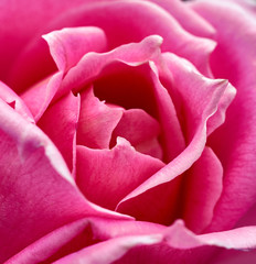 rose flower close up