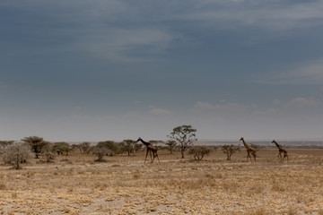 Fototapeta na wymiar Giraffen in der Savanne