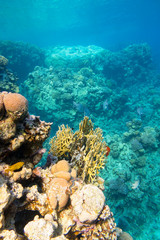 Plakat Colorful coral reef at the bottom of tropical sea, hard corals, underwater landscape