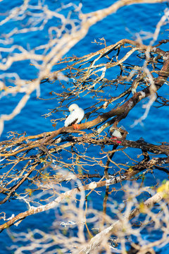 Red-footed booby on a tree branch in Fernando de Noronha, Brazil
