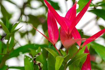 Red leaves standing out among green leaves