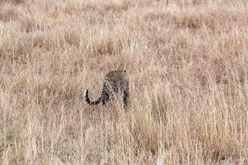 Obraz na płótnie Canvas Leopard (Panthera pardus) 