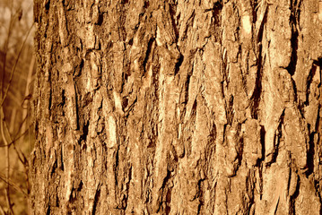 Old tree bark on a sunny day close-up. Abstract natural background brown color toned