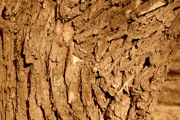 Old tree bark on a sunny day close-up. Abstract natural background brown color toned
