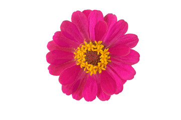 Closeup of pink flowers with petals on isolate background.