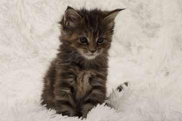 Little beautiful healthy kitten with blue eyes. Maine Coon breed On a white fur background