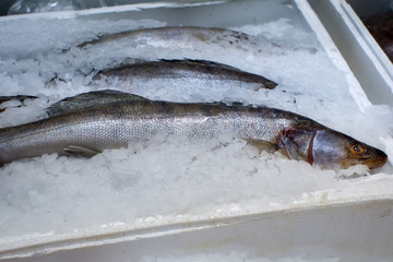fresh sale of raw pike perch fish. fish hypermarket