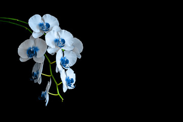 Phalaenopsis orchid blue flowers on a isolated black background.