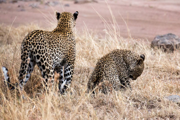 Leopard (Panthera pardus)