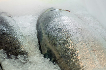 raw fish, on ice close-up, selling fresh trout on the shelves of a hypermarket